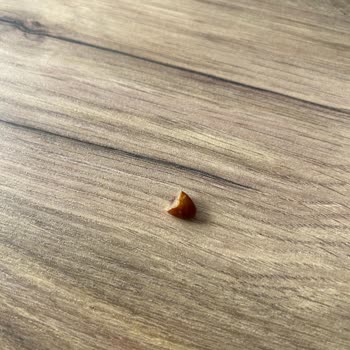 Fellas Bardan Hurma Çekirdeği Çıktı