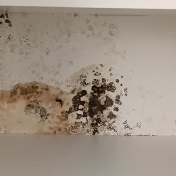 Vestel Yetkili Servis Ve Çalışanlarından Şikayetçiyim
