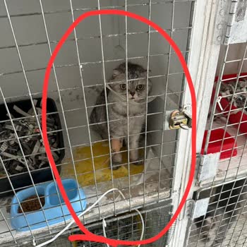 Happy Tails Veteriner Kliniği Kliniğinde Korkunç Deneyim Hijyen Ve İlgi Sıfır