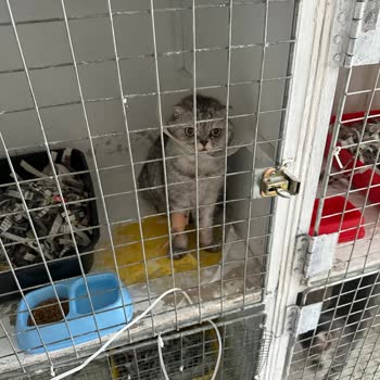 Happy Tails Veteriner Kliniği Kliniğinde Korkunç Deneyim Hijyen Ve İlgi Sıfır