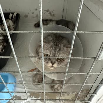 Happy Tails Veteriner Kliniği Kliniğinde Korkunç Deneyim Hijyen Ve İlgi Sıfır