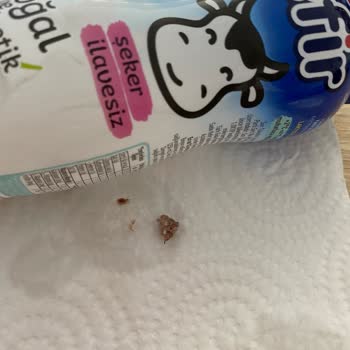 Altınkılıç Kefir İçinde Yabancı Cisim Ve Ekşi Tat Sorunu