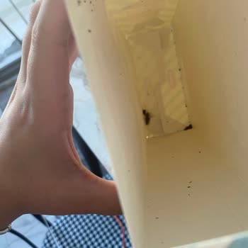 Koska Nazar Boncuklu Dondurma Külahında Böcek Şoku