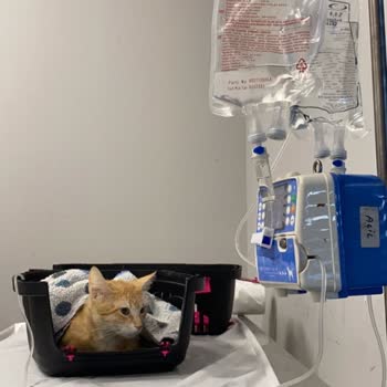 İstanbul Üniversitesi Veterinerlik Fakültesi Yanlış Tedavi Yüzünden Kedim Öldü