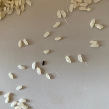 Migros Yayla 2 Kg Osmancık Pirinç İçinden Böcek Çıktı