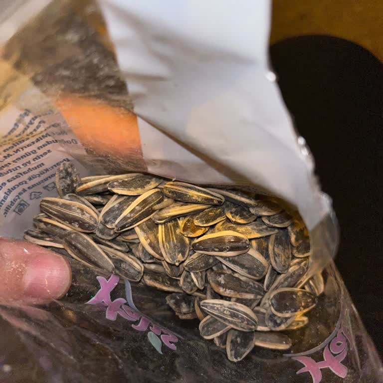 Hakmar Çekirdekte Kurt Çıktı