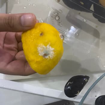 Gala Kokoreç Midyeler Çoğu Bozuk Çıktı Limonlar Bile Küflüydü