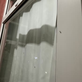 İstanbul'da Bitmeyen Sivrisinek Sorunu Ve İBB'nin İlgisizliği