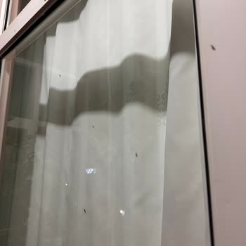 İstanbul'da Bitmeyen Sivrisinek Sorunu Ve İBB'nin İlgisizliği