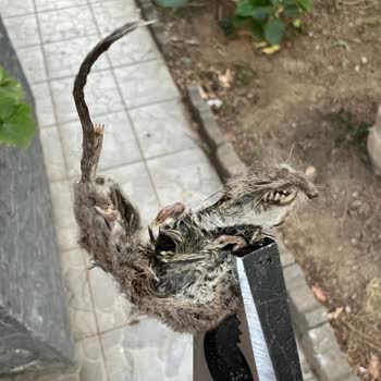 Trendyol Hızlı Market'dan Gelen Ürünlerde Hijyen Sorunu