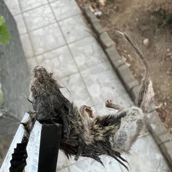 Trendyol Hızlı Market'dan Gelen Ürünlerde Hijyen Sorunu