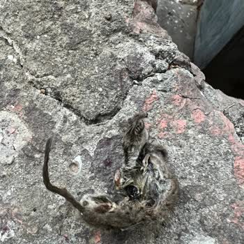 Trendyol Hızlı Market'dan Gelen Ürünlerde Hijyen Sorunu