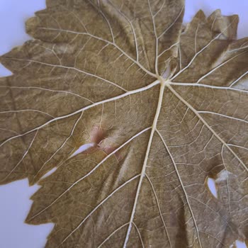 Fatmanın Bahçesi'nden Gelen Kalitesiz Yapraklar