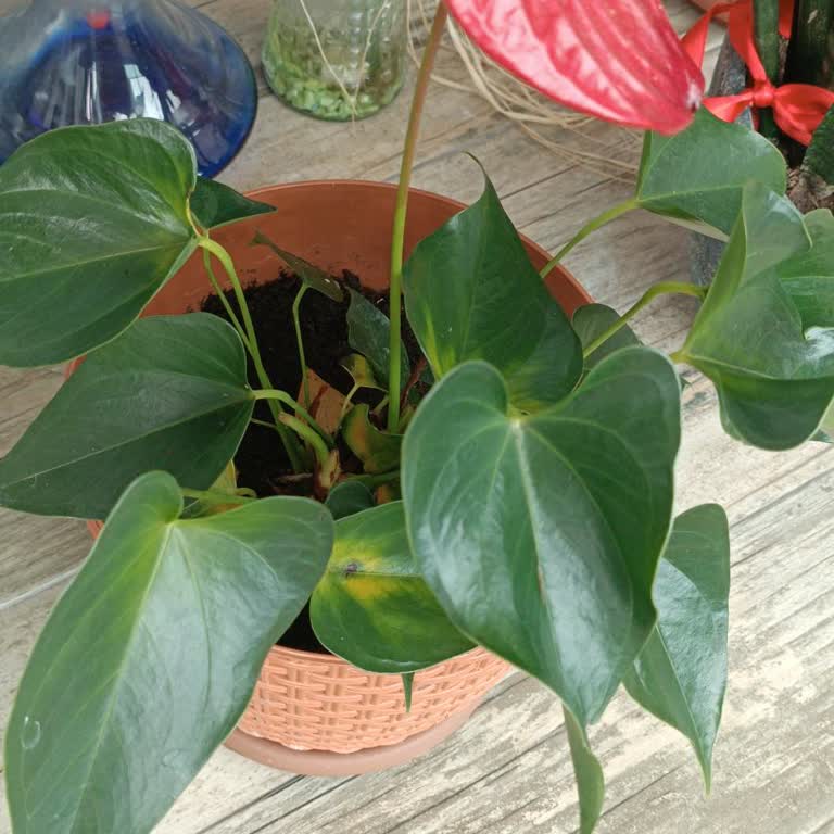 ÇiçekSepeti Antoryum Saksı Çiçeği Hastalıklı Gönderilmiş.