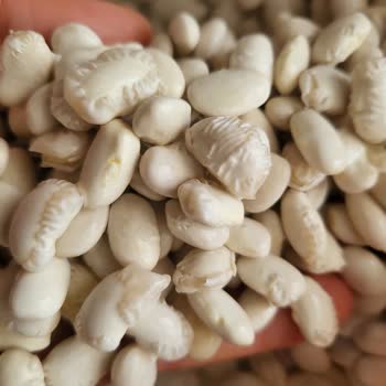 BİM Saban Kuru Fasulye