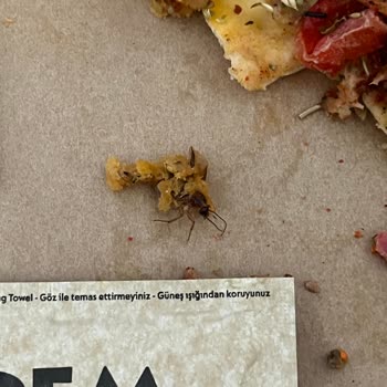 Pidem Restaurant Yemek Siparişimde Böcek Şoku