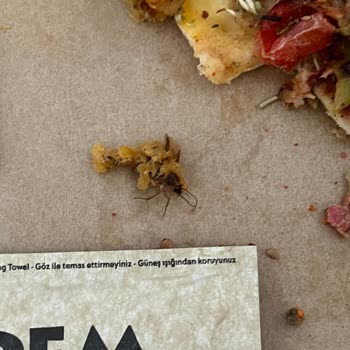 Pidem Restaurant Yemek Siparişimde Böcek Şoku