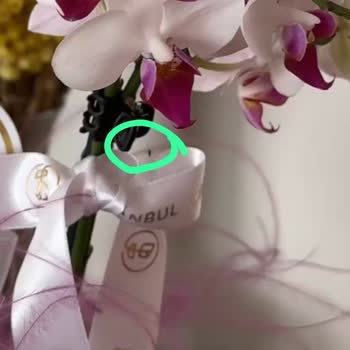 İstanbul Çiçekleri Sineklenen Orkide Ve İlgisizlik Vakası!