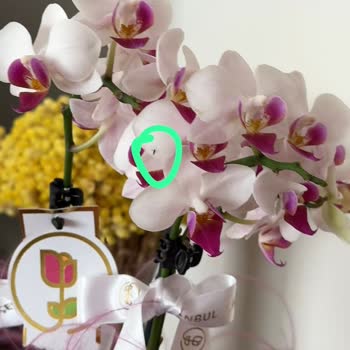 İstanbul Çiçekleri Sineklenen Orkide Ve İlgisizlik Vakası!