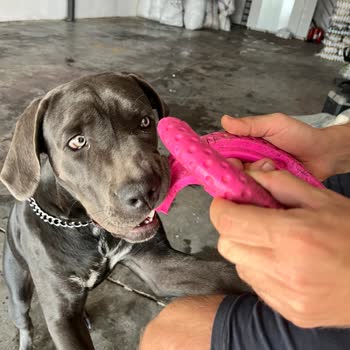 Kiwi Walker Kalitesiz Ürünü!