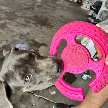 Kiwi Walker Kalitesiz Ürünü!