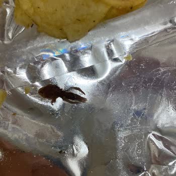 Cipso Marka Cips Sorunu