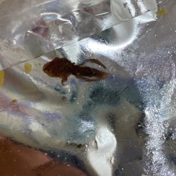 Cipso Marka Cips Sorunu