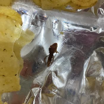 Cipso Marka Cips Sorunu