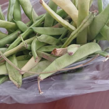 Migros İnternet Çürümüş Taze Fasulye