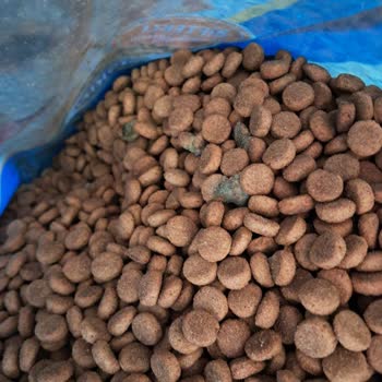 Şok Marketler Köpek Maması Kalitesi Ve Sağlık Sorunları