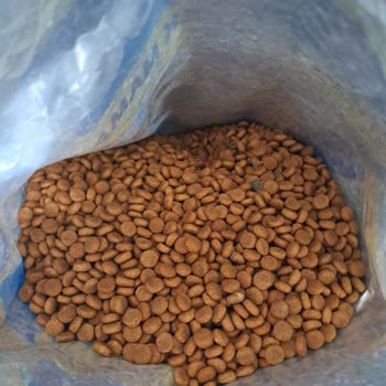 Şok Marketler Köpek Maması Kalitesi Ve Sağlık Sorunları