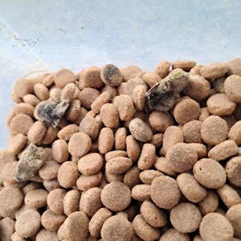 Şok Marketler Köpek Maması Kalitesi Ve Sağlık Sorunları