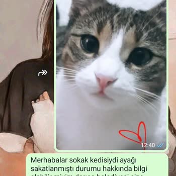 Kandıra Belediyesi Kocaeli / Kandıra Pati Lik Mutlu Sokak Hayvanları Barınağı HKK;