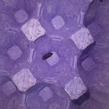 Tazem Marka Yumurtada Fare Dışkısı