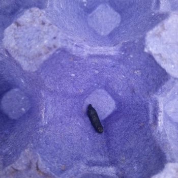 Tazem Marka Yumurtada Fare Dışkısı