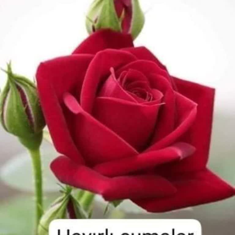 Fun 101 Okey Fun Yüz Bir Okey