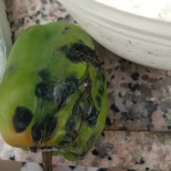 Profilo Buzdolabı Memnun Değilim