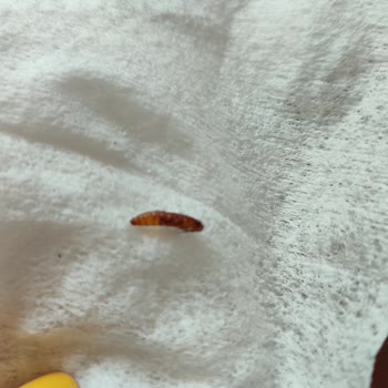 Migros Kurtlu Salçasına Çözüm Bulmuyor.