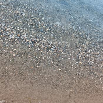 Milas Belediyesi Ören Yat Limanına Bağlı Deniz Kirliliği!