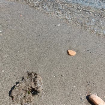 Milas Belediyesi Ören Yat Limanına Bağlı Deniz Kirliliği!