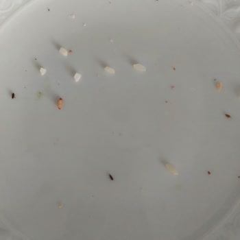 Tat Bakliyat Böceklenmiş Ve Kelebeklenmiş Pirinç