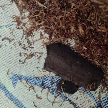 Camel Sarmalık Tütünde Sunta Parçası Çıktı