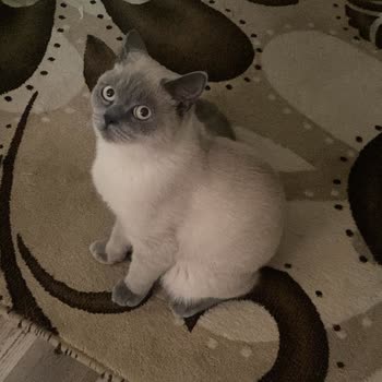 Whiskas Yavru Kedi Maması