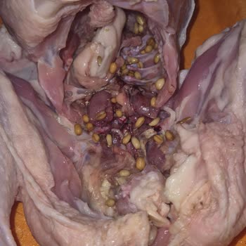 BİM Tazem Marka Piliç