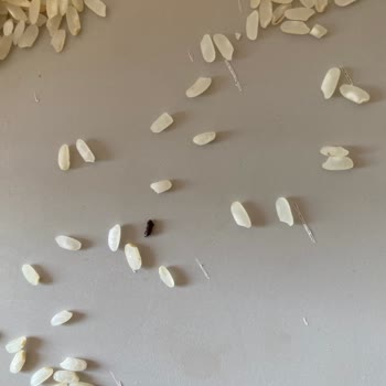 Yayla Bakliyat Osmancık Pirinçten Böcek Çıktı