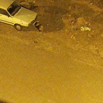 Alo 153 Hayvan Ambulansı Köpek Saldırısı/kapımızın Önünde Hiç Gitmeyen Köpek