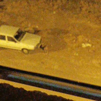 Alo 153 Hayvan Ambulansı Köpek Saldırısı/kapımızın Önünde Hiç Gitmeyen Köpek