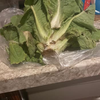 A101 Bozuk Ürün Şikayeti