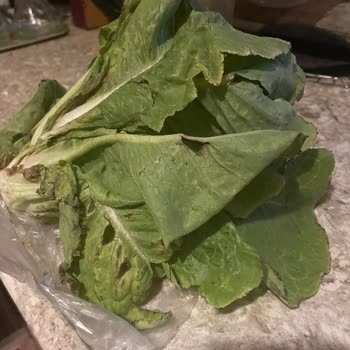 A101 Bozuk Ürün Şikayeti