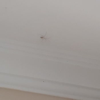Ağaoğlu My Termal Aşırı Derecede Hijyen, Fare Ve Örümcek Sorunu Var.